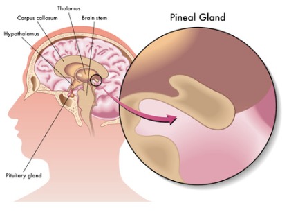 32507219 - pineal gland